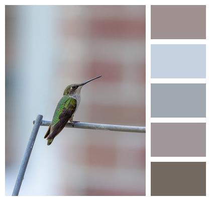 Phone Wallpaper Bird Hummingbird Image